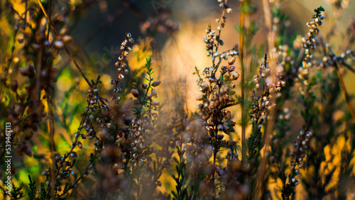 Bruyères et fougères sauvages, dans la forêt des Landes de Gascogne, mises en valeur par le soleil couchant photo