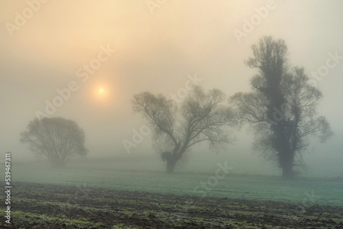 Morning sun shine through tree on blossom meadow Bright sunbeams green grass on field Colorful spring sunrise over meadow Sun rays illuminate morning misty landscape through the branches of a tree