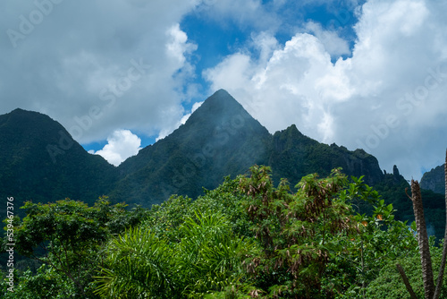 Forest in the center of the island of Moorea in French Polynesia
