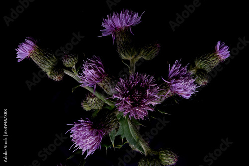 Blessed milk thistle flowers in field, close up. Silybum marianum herbal remedy, Saint Mary's Thistle, Marian Scotch thistle, Mary Thistle, Cardus marianus bloom flower background photo