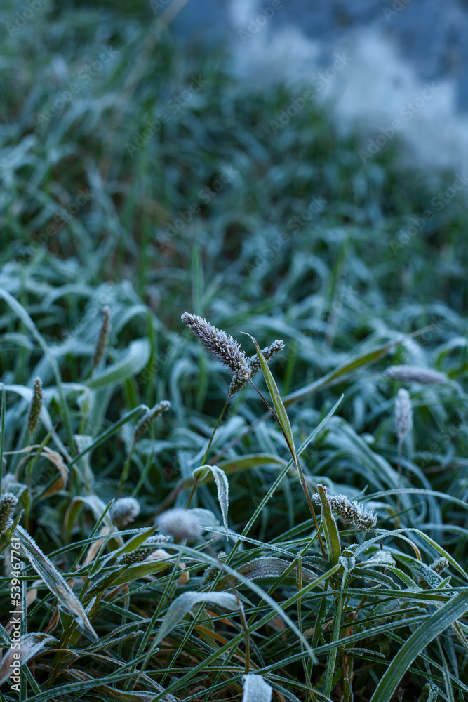 Fototapeta premium Hoarfrost on the grass garden. Frosty morning