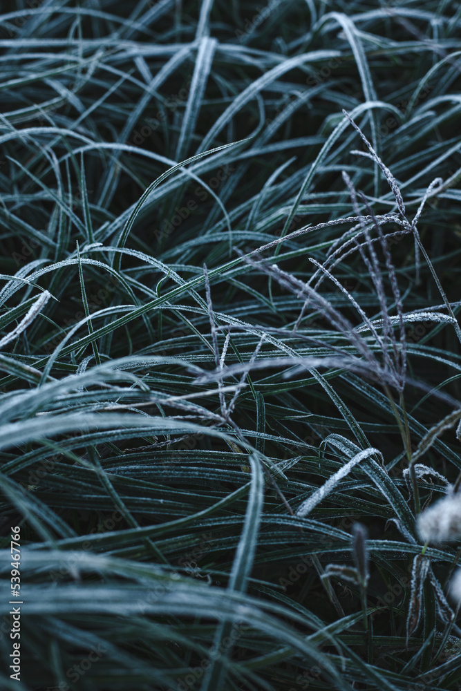 Hoarfrost on the grass, frosty morning. Natural background