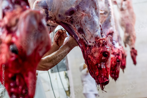 Beef meat production, slaughter of cows. Slaughterhouse cows in Buenos Aires Argentina