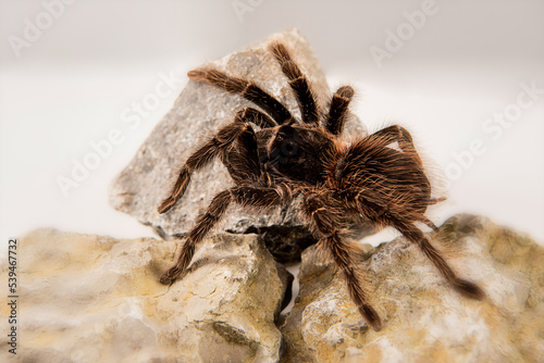 Lasiodora parahybana  photo