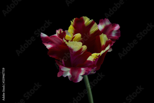 Spring flowers - bunch of pink tulips on blue sky background Group of colorful tulips, purple tulips illuminated by sunlight, soft focus, tulips close up, colorful  background color adjustment.