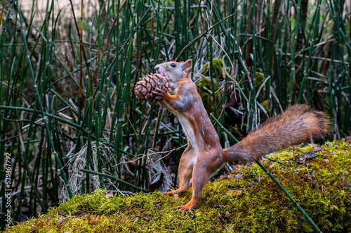 A squirrel in the forest holds a cedar cone in its paws © Anatolii 