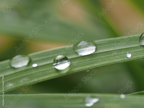 dew on grass