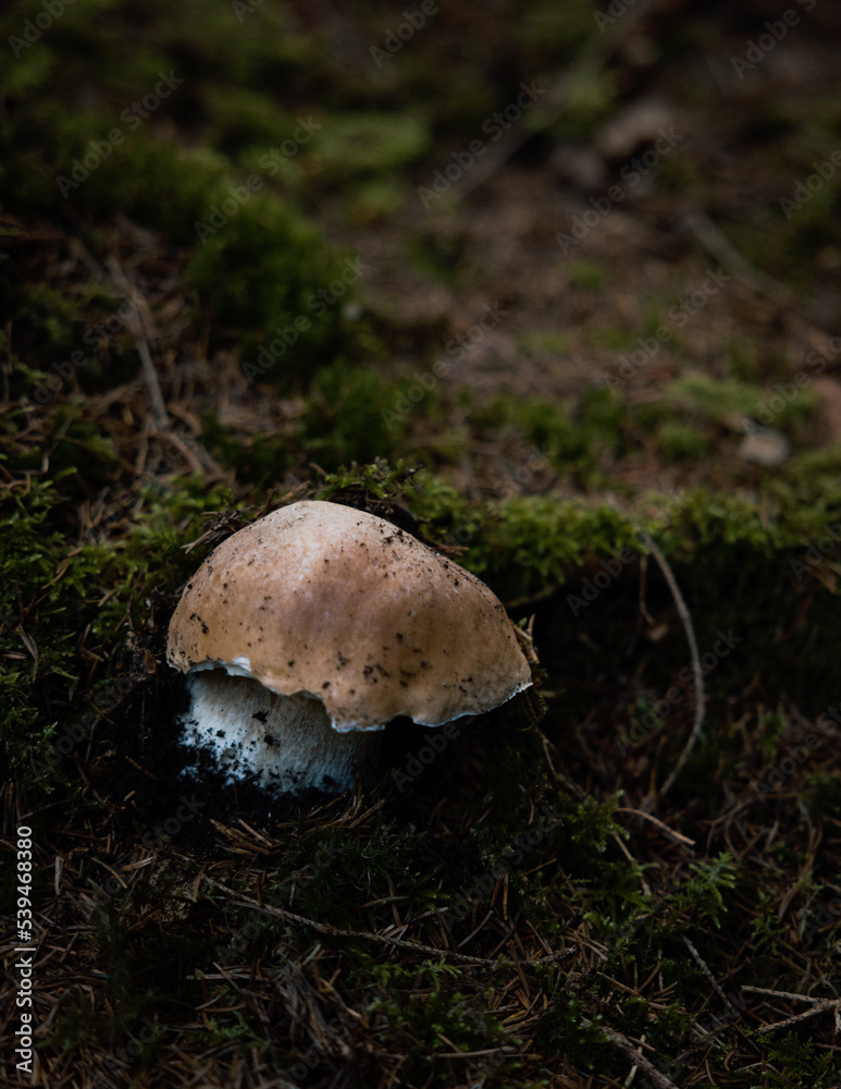 Steinpilz Steinpilz