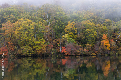 秋の高原の風景 志賀高原の紅葉