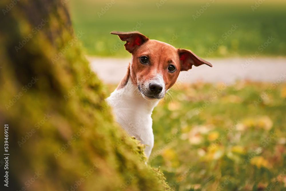 Jack Russell Terrier breed dog portrait in autumn forest