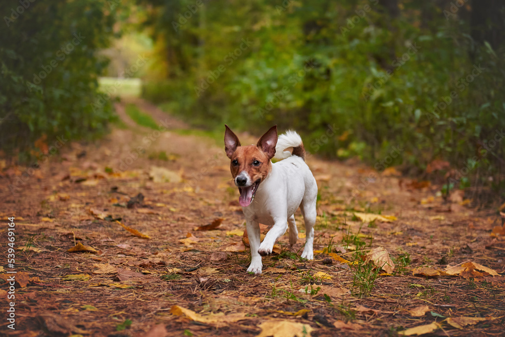 Jack Russell Terrier runs in the autumn forest, the dog is in motion