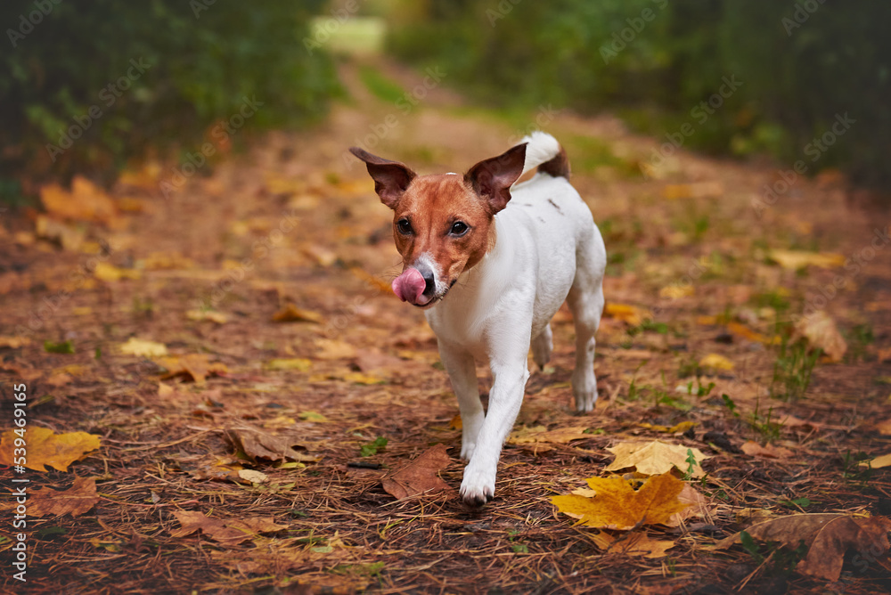 Jack Russell Terrier runs in the autumn forest, the dog is in motion