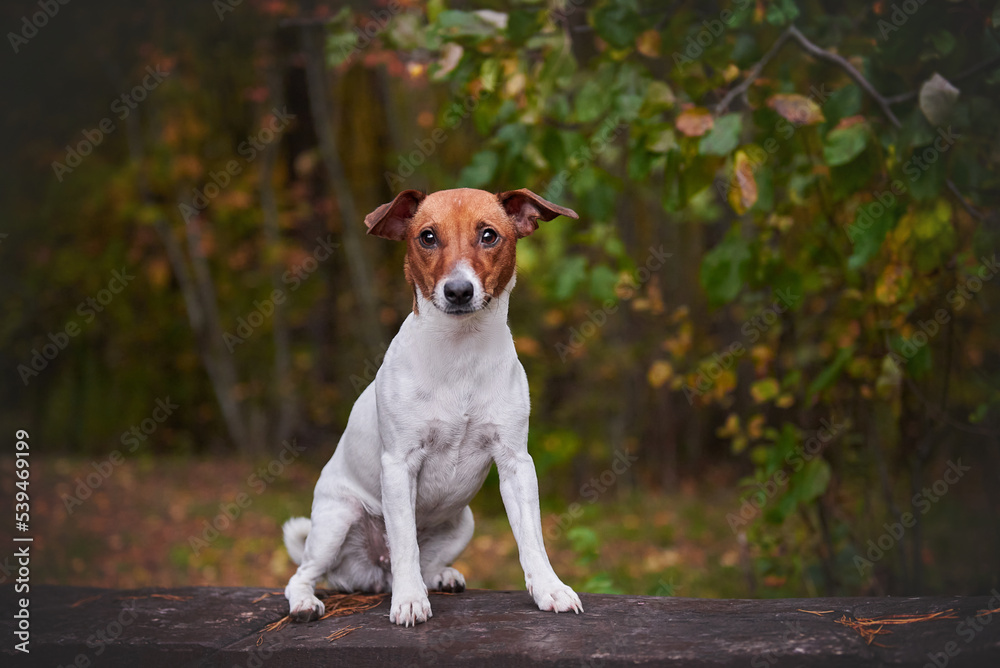 Jack Russell Terrier sits in the autumn forest