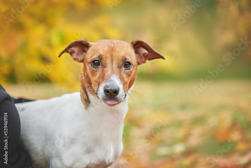 Jack Russell Terrier breed dog portrait in autumn forest