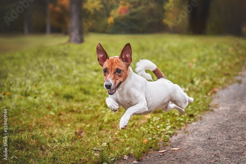 Obraz na płótnie Jack Russell Terrier runs in the autumn forest, the dog is in motion w salonie