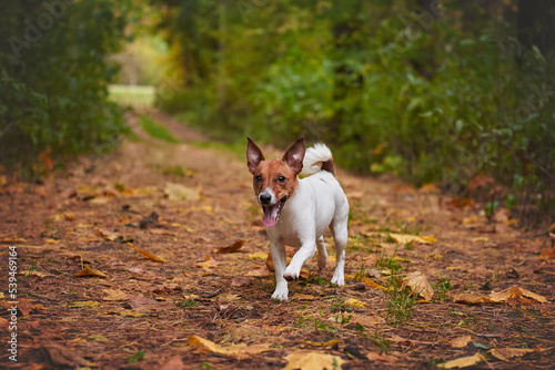 Obraz na płótnie Jack Russell Terrier runs in the autumn forest, the dog is in motion w salonie