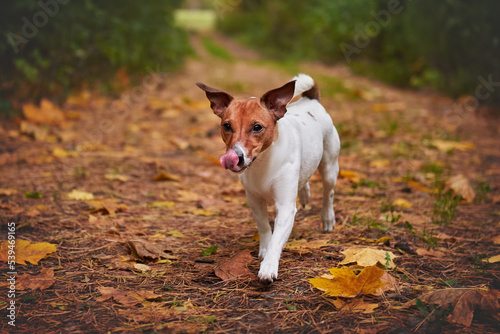 Obraz na płótnie Jack Russell Terrier runs in the autumn forest, the dog is in motion w salonie