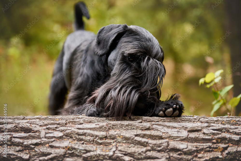 Beautiful black dog schnauzer close-up