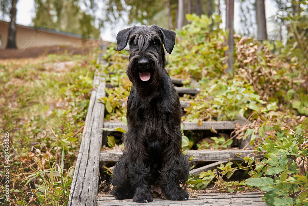 Beautiful black dog schnauzer close-up