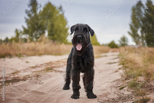 Obraz na płótnie Portrait of a black standard schnauzer close-up w salonie