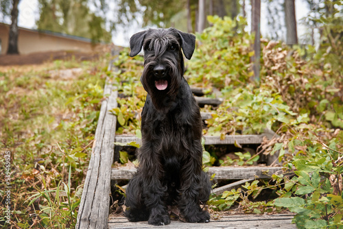 Obraz na płótnie Beautiful black dog schnauzer close-up w salonie