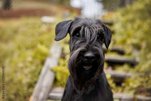 Beautiful black dog schnauzer close-up