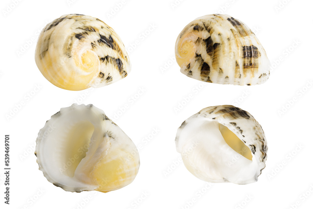 Close-up Marine sea shell isolated on white background Close-up Marine sea shell isolated on white background