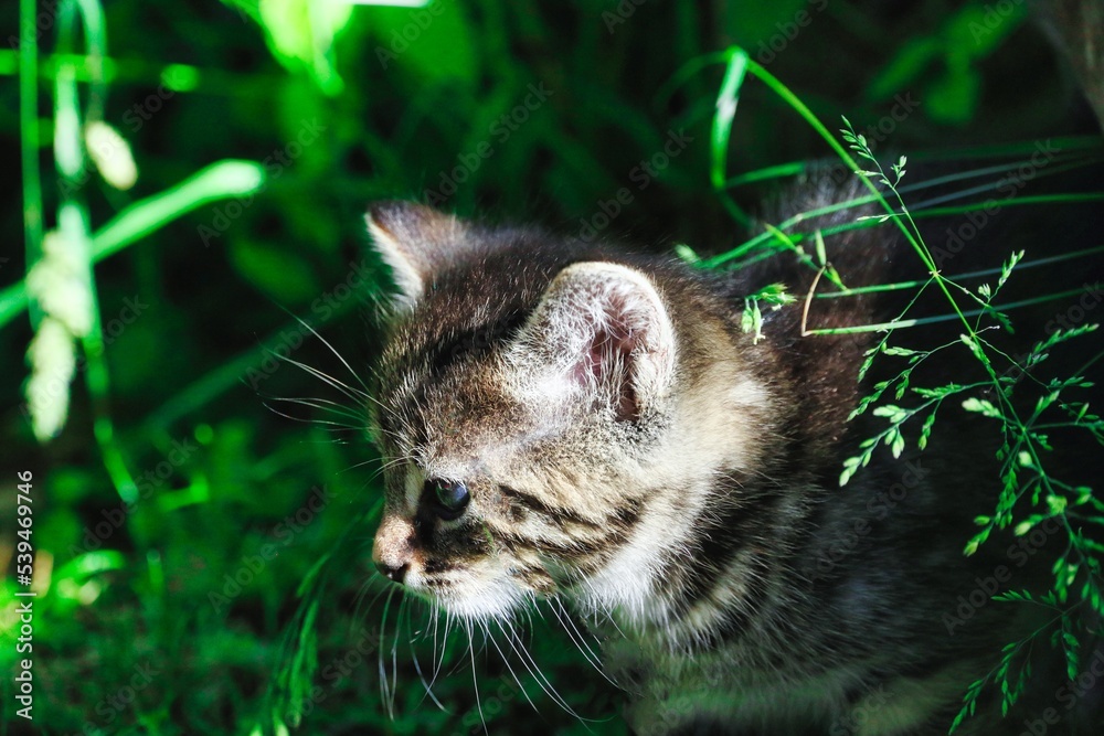 Obraz premium Kitten in garden
