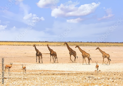 Tower of Giraffe standing on the open plains in Etosha National Park, Namibia. There is a small herd of Sprinbok in the foreground.