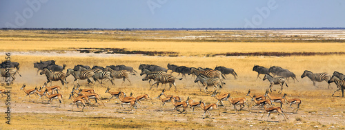Huge herd of Burchells' zebra, Blue Wildebeest and springbok running across the African Plains in a frenzy. photo