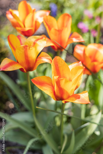 Red and yellow tulips  close-up