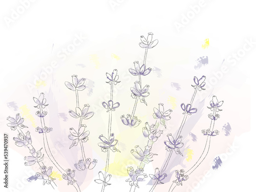 Lavender flowers vector watercolor. Delicate floral bouquet for ceremony, wed...