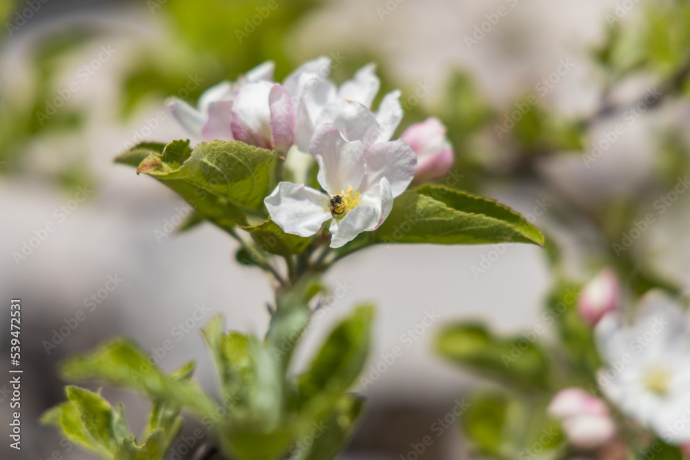 Apple blossoms, close-up
Apple blossoms, close-up