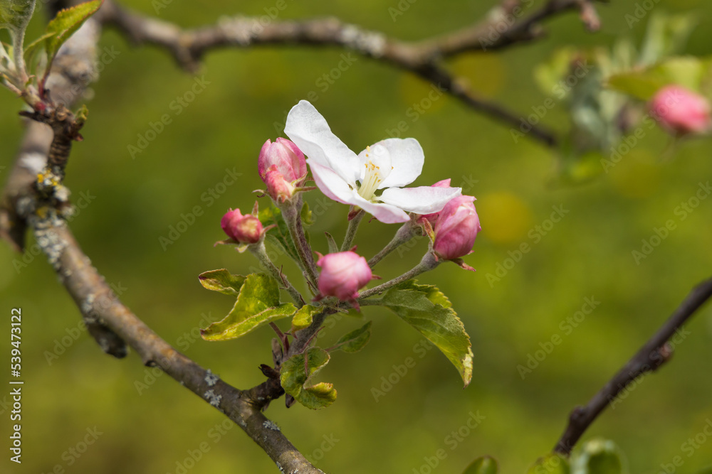 Apple blossoms, close-up
Apple blossoms, close-up