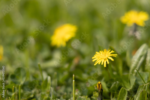 Dandelions in the grass