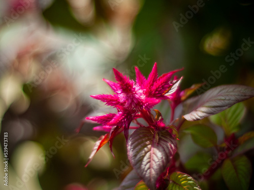 Red Celosia  Celosia argentea 