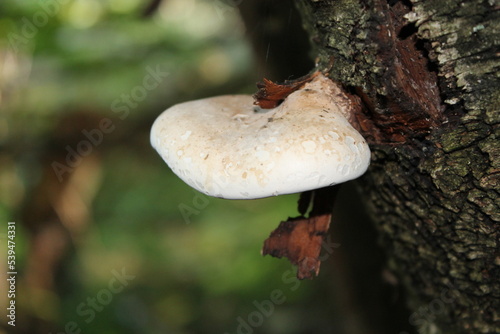 Magnifique champignon blanc sur un tronc d'arbre