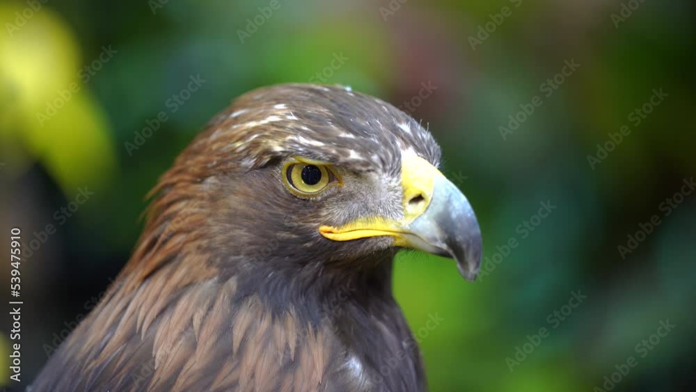 Closeup head of Golden eagle(Aquila chrysaetos). Closeup head of Golden eagle(Aquila chrysaetos).