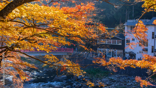 The park of maple leaf in the Japan, Autumn of Japan, Season change of leaf, Red bridge and maple tree in the park on the autumn of Japan