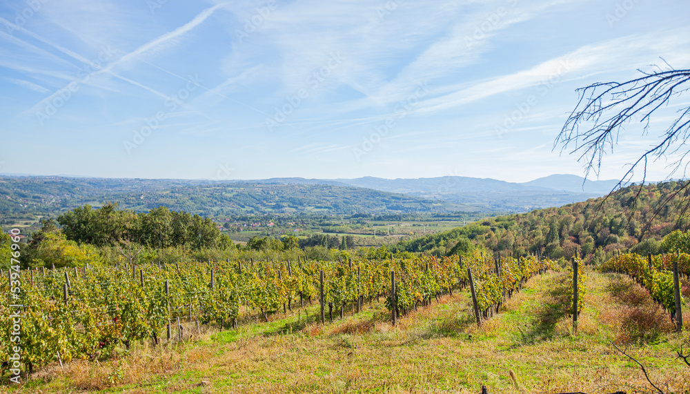 Beautiful view of vineyard landscape on sunny autumn days. Green hills and valleys with blue sky and white clouds. Scenery of plantation of grape vines. Beautiful view of vineyard landscape on sunny autumn days. Green hills and valleys with blue sky and white clouds. Scenery of plantation of grape vines.