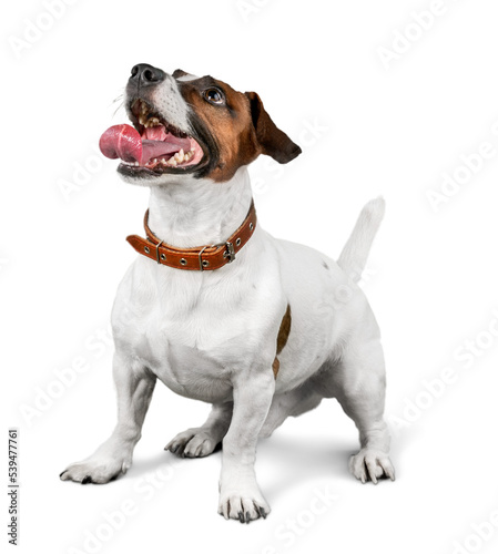 Canvastavla Cute small dog Jack Russell terrier on white background