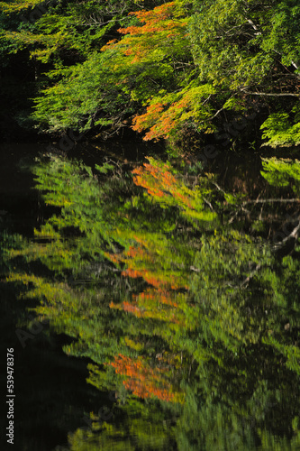 シャクナゲ池の紅葉