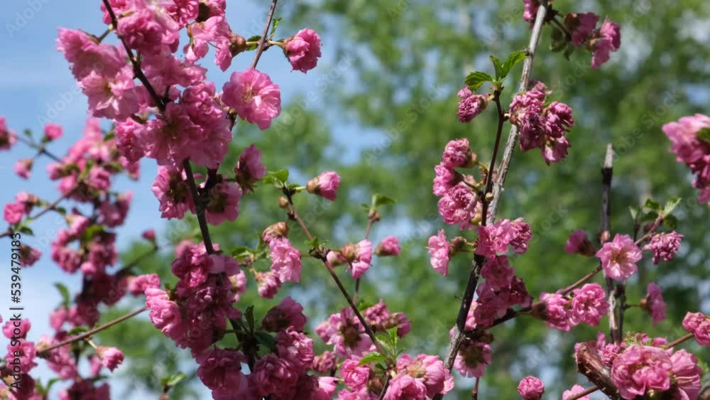 Blossoming pink flowers of almond three-blade. Almonds or three-lobed Louisiana, Sakura, blossoms in spring garden. copy space Blossoming pink flowers of almond three-blade. Almonds or three-lobed Louisiana, Sakura, blossoms in spring garden. copy space