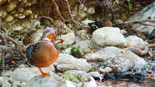 Duck in Tropic restaurants on the river. Places on the river with tourists in forest, Turkey photo