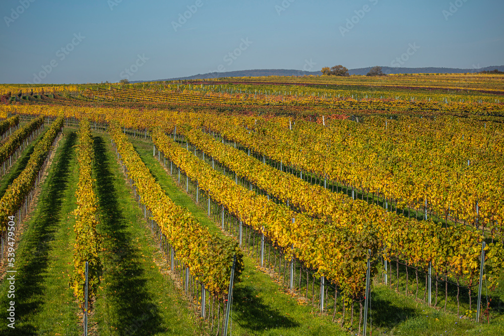 colorful autumn vineyards landscape