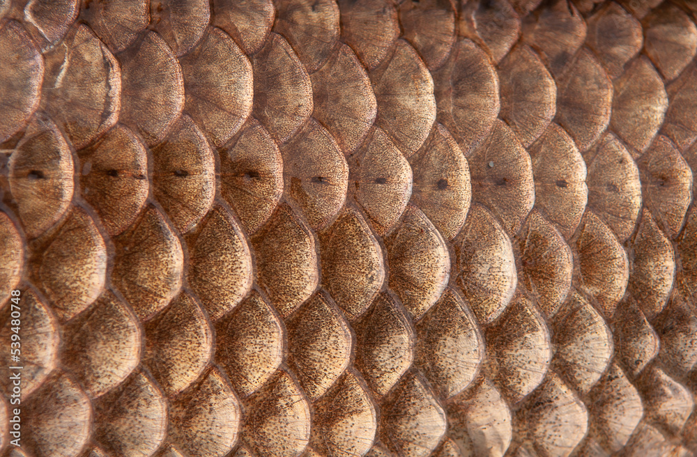 Fish scales close up. The skin of a fish as a background. Fish scales close up. The skin of a fish as a background.