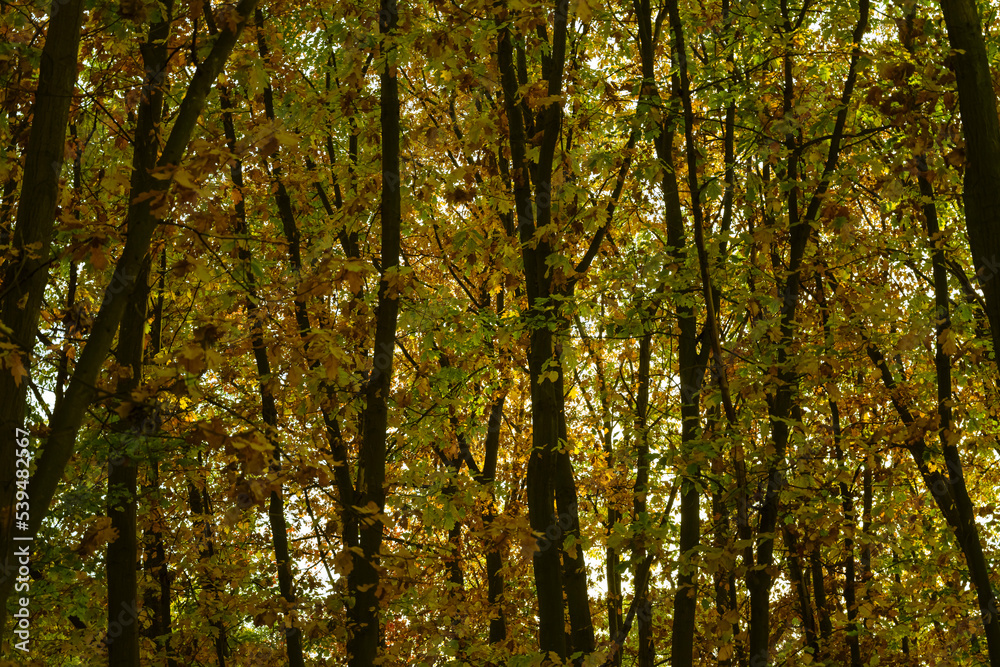Fototapeta premium autumn forest. Forest landscape in autumn. autumn background