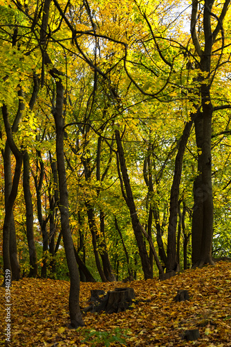 autumn forest. Forest landscape in autumn. autumn background