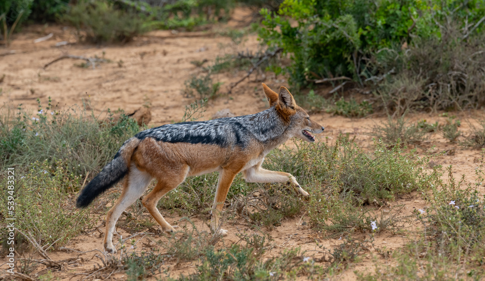 Fototapeta premium Schabrackenschakal in der Wildnis und Savannenlandschaft von Afrika