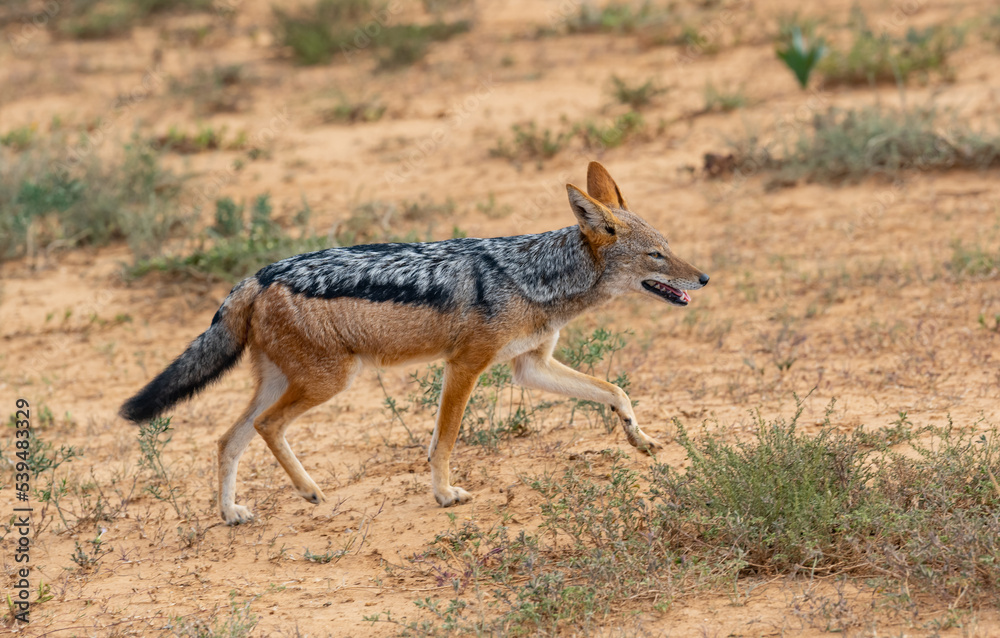 Schabrackenschakal in der Wildnis und Savannenlandschaft von Afrika